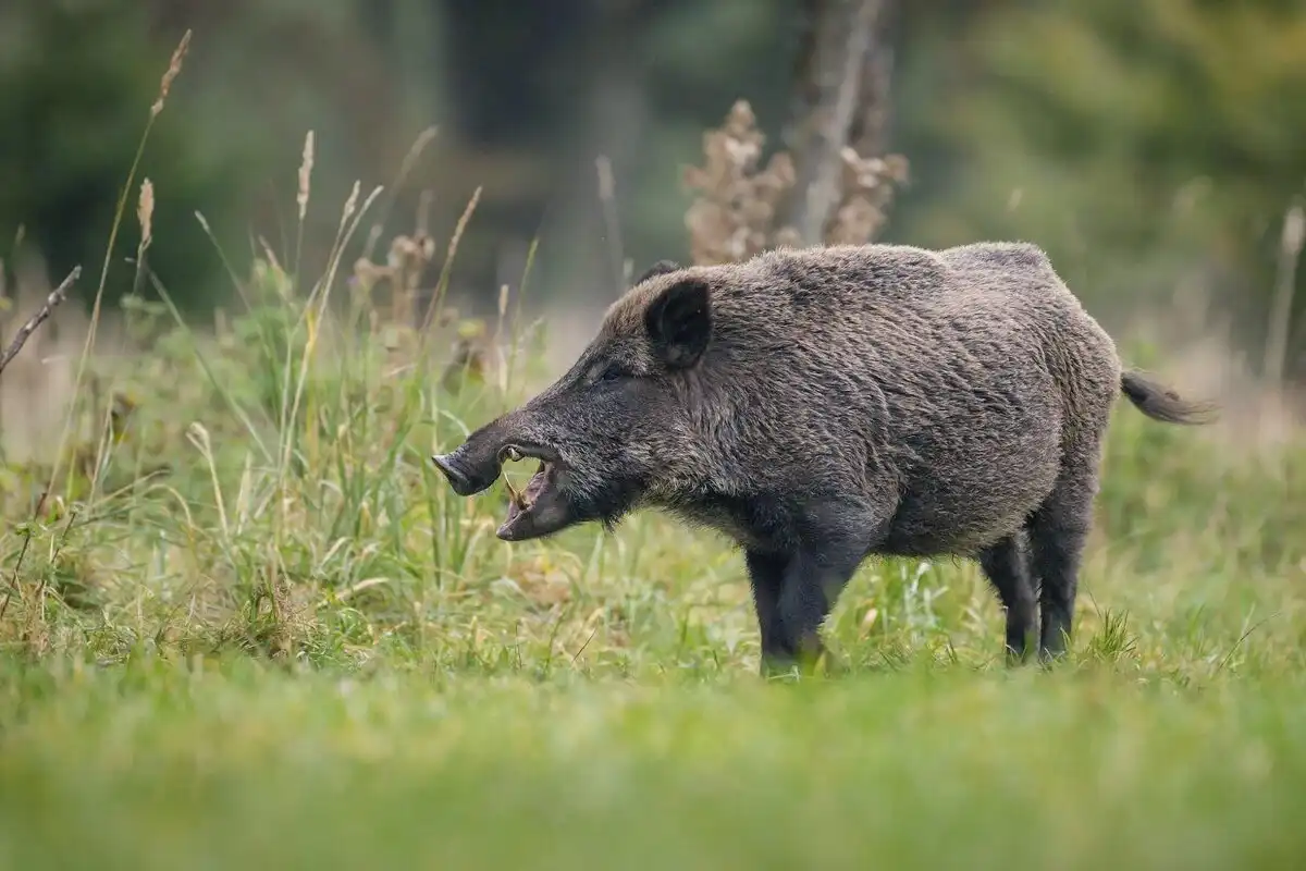 állatok, erdő, farkas, galéria, medve, ökológia, támadás, természet, vadászat, vaddisznó, veszély, viselkedés