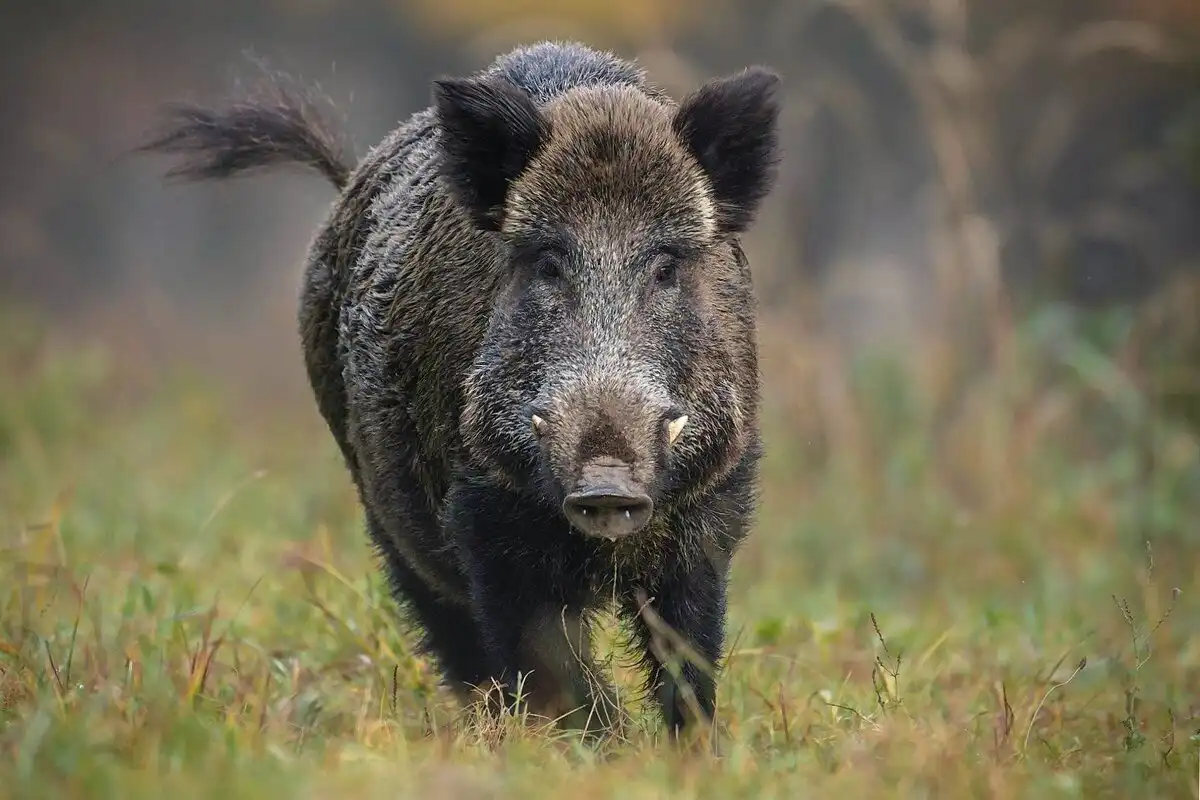 állatok, erdő, farkas, galéria, medve, ökológia, támadás, természet, vadászat, vaddisznó, veszély, viselkedés